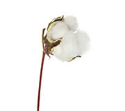 cottonseed oil