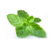 menthol