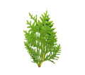 thuja Occidentalis